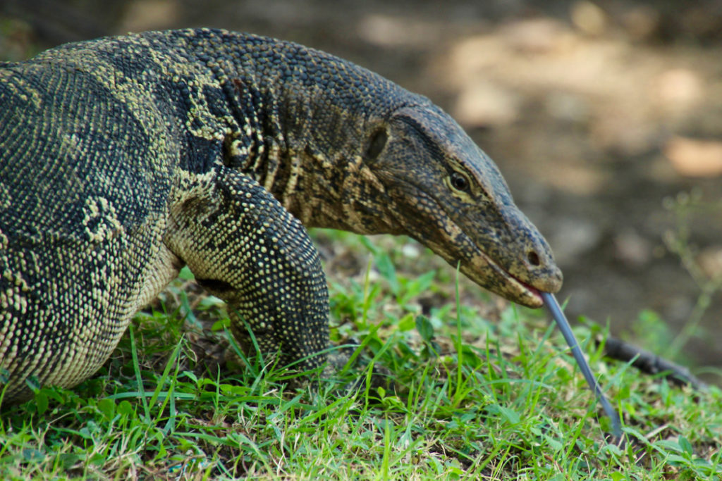 Dragons in Bangkok - Travels in Asia