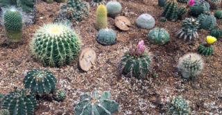 Desert plants in the Four Seasons Conservatory