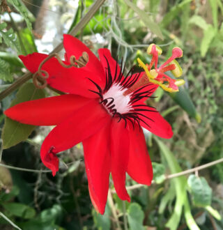 Subtropical display in the Four Seasons Conservatory