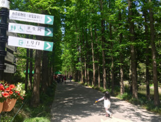 A nice tree lined path