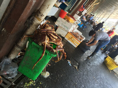 Huge crabs that went bad and now in the garbage Bucket of crabs