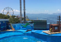 Dolpin show at Ocean Park