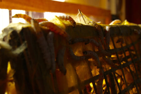 Silkworms making the silk for my shirts