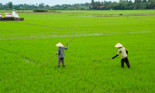Workers use hoes to evenly distribute the rice plants.
