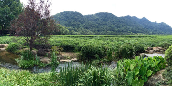 You can walk around the tea fields outside of the museum