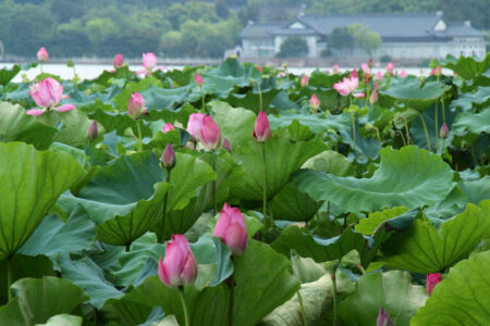 People come from all over to admire the summer blooming of lotus flowers