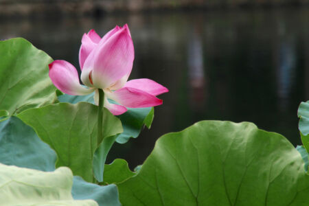 Close up of a pink lotus flower