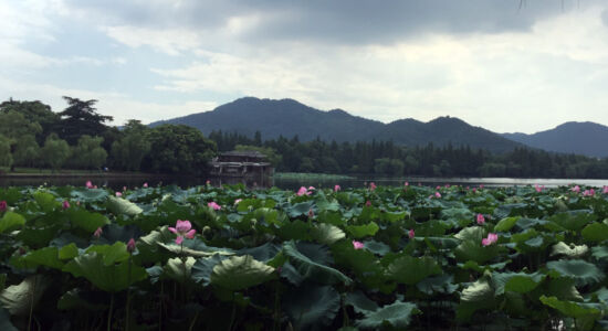 Summer at West Lake brings beautiful Lotus flowers