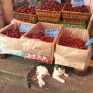 A cat chillen next to dried dates