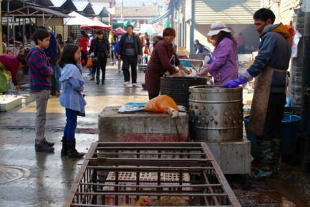 Watching how chickens are plucked