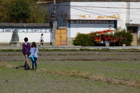 Field of new garlic crop