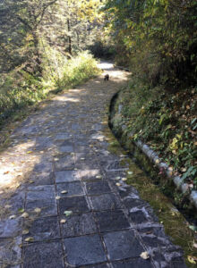 Rare sighting of a "dog bear" or red panda