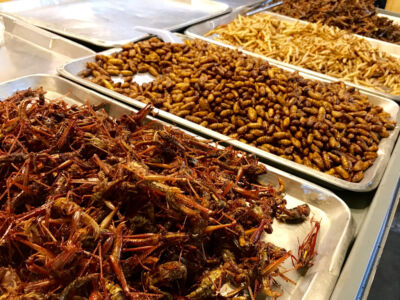A variety of bugs such as worms, grubs, grasshoppers, and crickets. Bugs for the edible