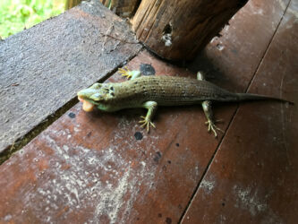 There were lizards everywhere, big and small. This little guy found a peanut that fell off the table. Lizard making off with a peanut