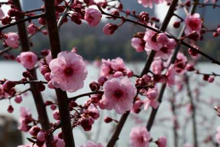 Ah, spring has sprung. Plum blossoms