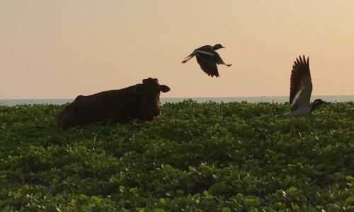 We went out for a stroll on the beach and came upon a few cows just chilling. cow on the beach