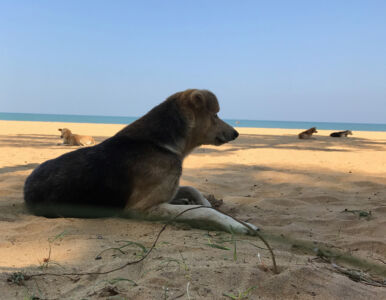 So many dogs in Sri Lanka. They all seem so relaxed and content. Not wild nor bothersome. dogs at the beach