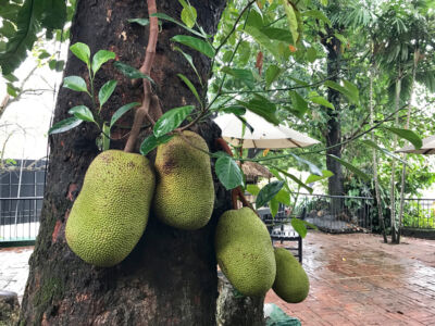 Jack-fruit grows all about like wild. Large jack-fruit