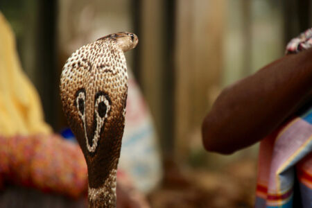 This kind of cobra is very venomous, however I am certain they de-fang them for use as tourist attractions. Monocled Cobra