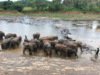 In Pinnawala is an elephant orphanage. Here are some elephants hanging out in the river with their minders. Pinnawala river