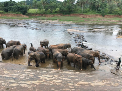 In Pinnawala is an elephant orphanage. Here are some elephants hanging out in the river with their minders. Pinnawala river