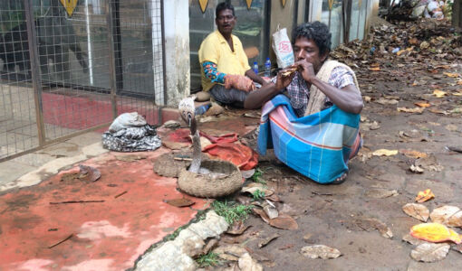 In Pinnawala we stopped to enjoy snake charmers and their cobra. Cliche as it is, it was pretty cool to watch. Snake charmers