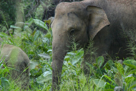 This is another elephant which we saw many. close up of elephant