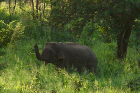 We got lucky and saw so many elephants during our safari. Elepants