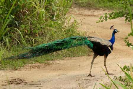 Why did the peacock cross the rode? Peacock at park