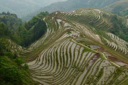 Dragons back terraces