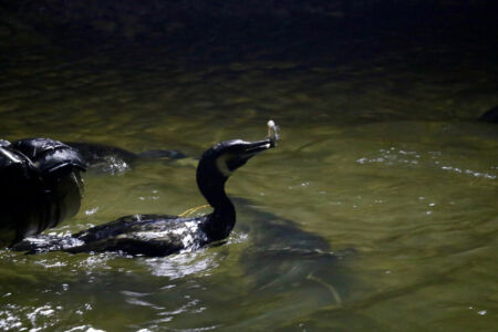 Bird catch fish