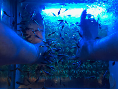 Kissing fish foot massage