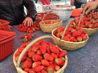Juicy strawberries