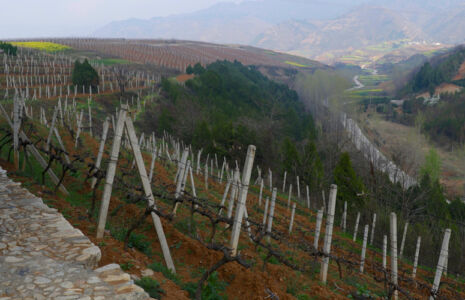 Vineyard