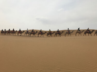 Camel train