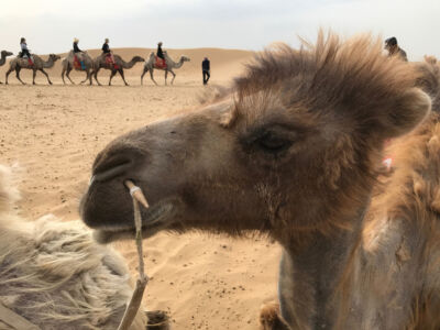 Mad camel
