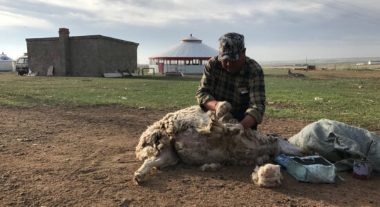 Sheep shearing
