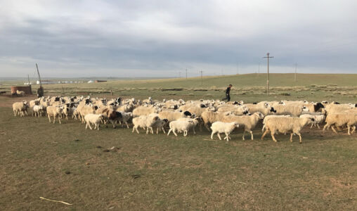 sheep herding