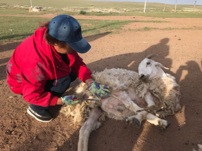 Sheep shearing the old way