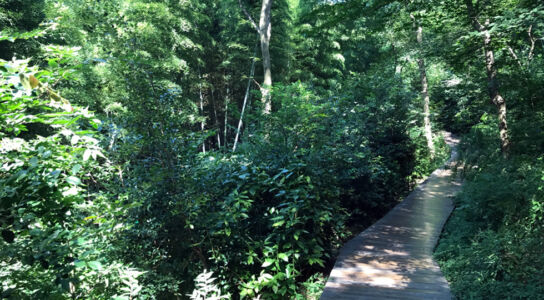 Woodland path at Sheshan