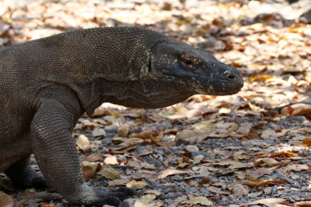 Close up of big lizard