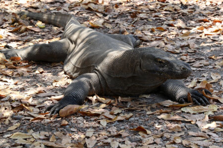 Komodo dragon in the leaves