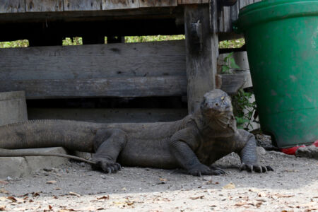 We learned from our guide that these lizard's saliva is very dangerous/toxic. Komodo dragon looking at me