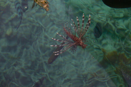 Wow, a lion-fish. Very pretty and quite dangerous to touch. Lion fish