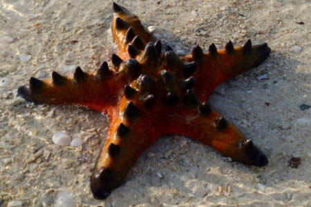 We found many different kinds of starfish, however, these were most common. Red starfish