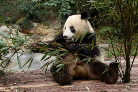 A panda eating bamboo