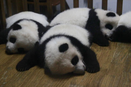 Cute baby panda sleeping