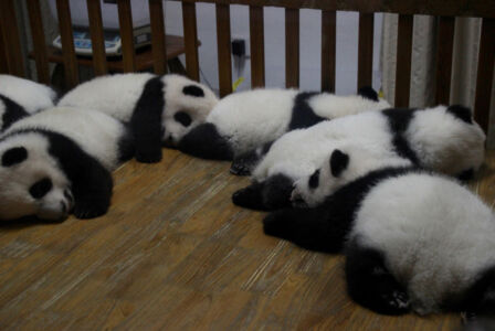 Zomg, baby pandas sleeping Pandas in a crib
