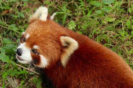 Red panda close up