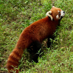 A cute little "red panda". Red panda